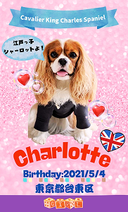 シャーちゃん（表）