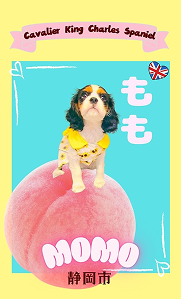 モモちゃん（表）